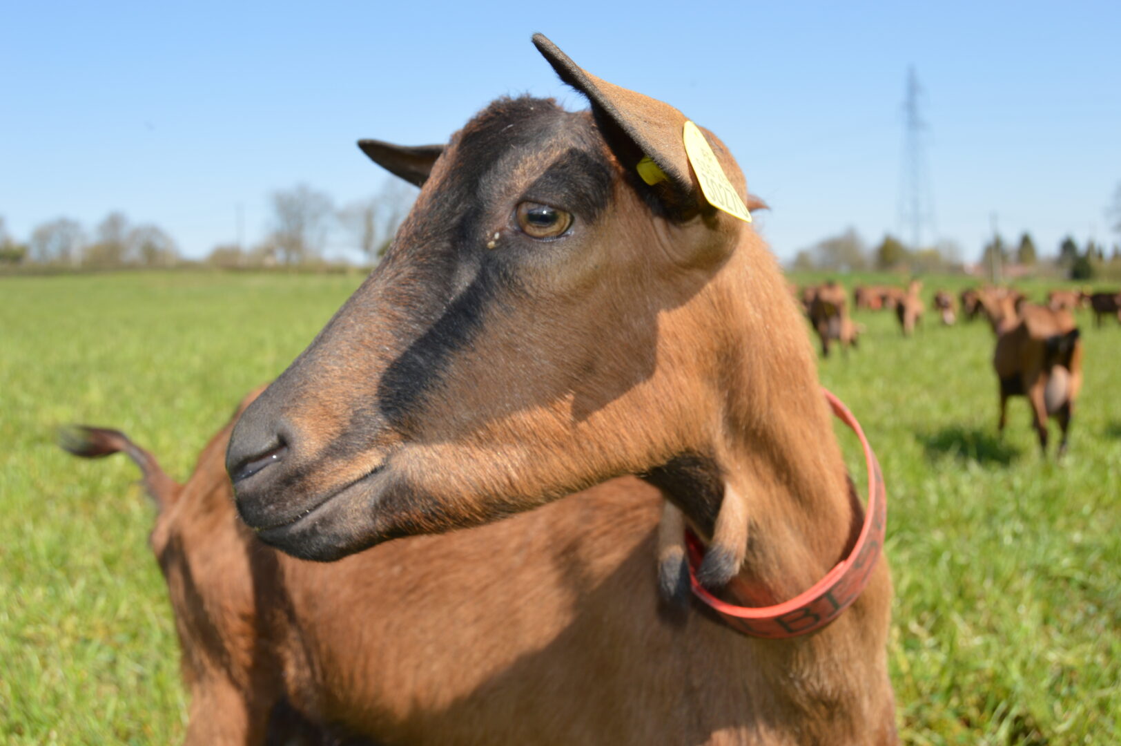 Ferme de la Brosse